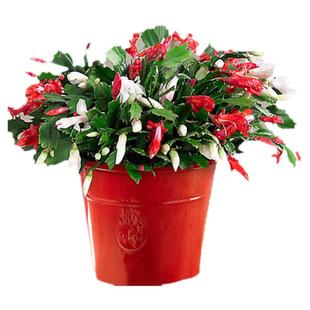 蟹爪兰盆栽带花苞多色花苗四季绿植花卉植物室内螃蟹爪莲开花好养