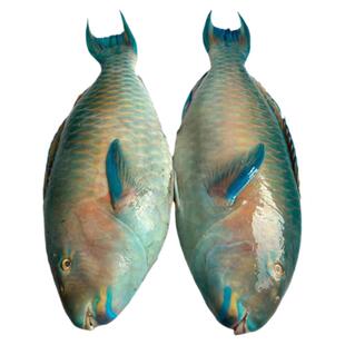 海南三沙西沙青衣鱼新鲜捕捞鲜活冷冻空运冷链3斤5斤整箱海鲜送礼