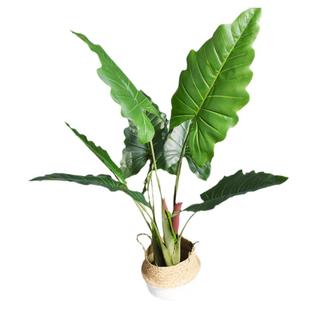 北欧ins滴水观音仿真龟背竹盆景小散尾摆件盆栽装饰落地植物树客