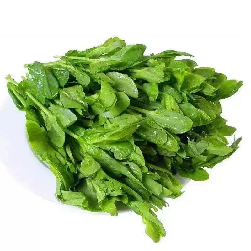 无须豌豆苗正品四季种阳台盆栽水培荷兰豆芽苗菜秋冬季蔬菜种子