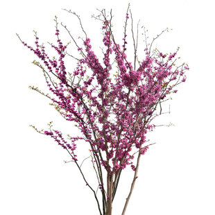 紫荆花树苗绿化植物室外庭院耐寒盆景四季花卉工程苗木丛生紫荆花