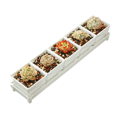 【含盆含土】美莳多肉花盆套餐