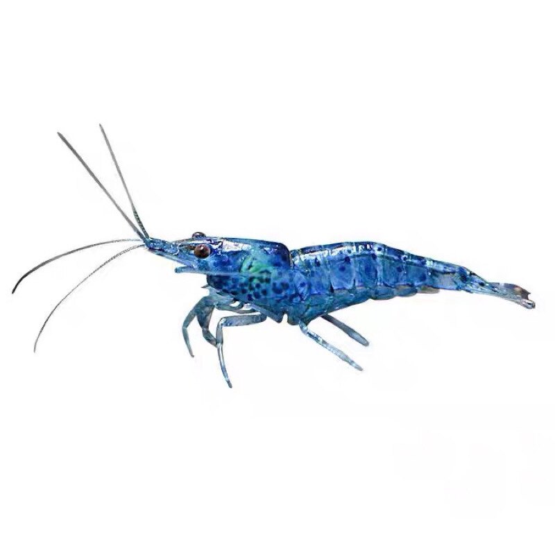 观赏虾米樱花虾淡水虾活体鱼缸清洁虾除藻虾蓝宝石虾烤漆虾工具虾
