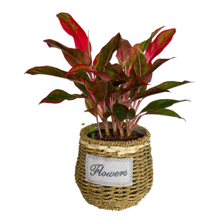 梦邦万年红盆栽花卉绿植办公室内桌面阔叶绿植室内小植物同城配送