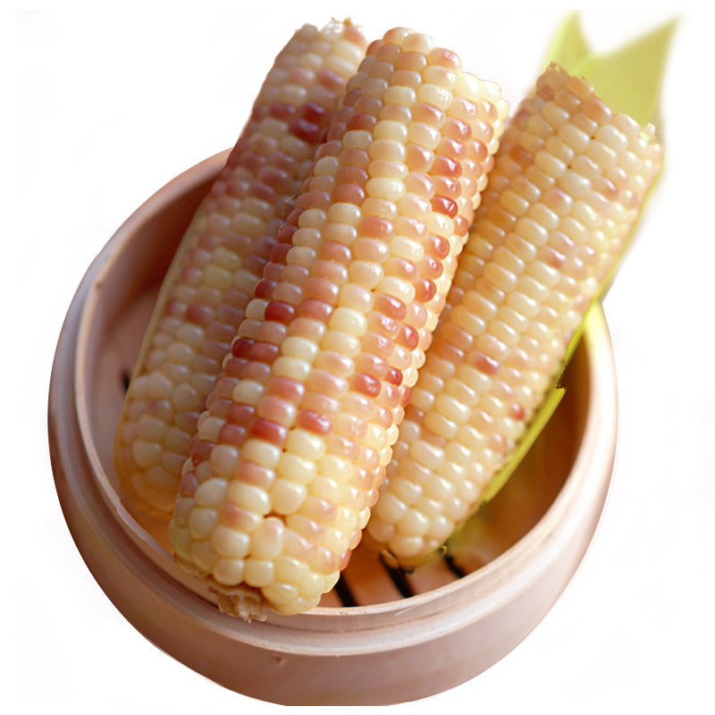 糯玉米云南西双版纳现摘粗粮早餐