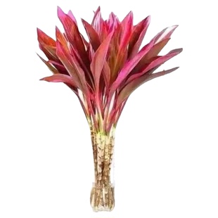 紫竹鸿运当头富贵竹大叶竹水培植物绿植花卉室内客厅水栽水养花