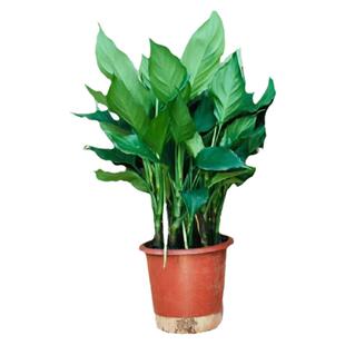 万年青绿植客厅大盆栽大叶绿萝水培植物小四季常青室内好养吸甲醛