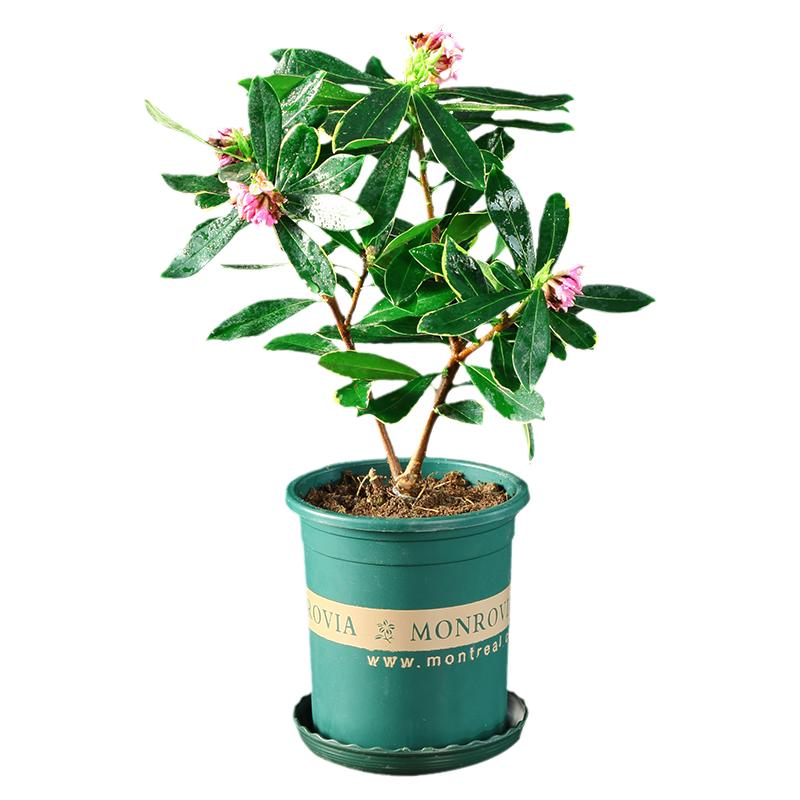 金边瑞香带花苞盆栽花卉室内植物浓香型盆景绿植花卉老桩多季开花