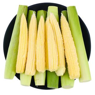 新鲜甜玉米笋现摘小玉米芯仔蔬菜迷你嫩水果玉米棒子包谷9斤整箱
