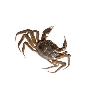 蟹苗一元蟹清理鱼缸除藻清理残渣小毛蟹盘锦稻田蟹鲜活水产小螃蟹