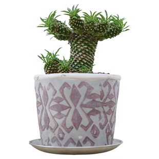 PHYSIS铜墙铁壁系」块根植物铁甲麒麟铁超大号好养潮玩块根ins