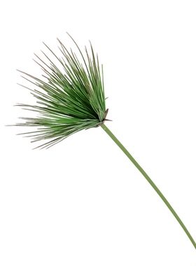 仿真绿植伞莎草园林造景婚庆高档布置装饰花材绿植仿真草拍摄道具