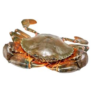 青蟹鲜活【极之岛】水产母蟹膏蟹肉蟹巨钳大红膏不算绳重250g包邮