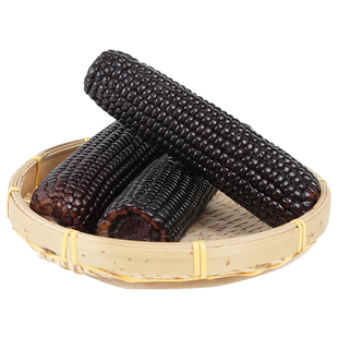 新鲜当年东北黄糯玉米段低脂代餐粗粮真空甜粘黄苞米小棒早餐代餐