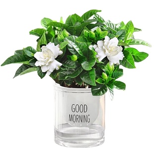 栀子花小盆栽绿植物室内旺宅树苗四季开花好养客厅适合摆放的花卉