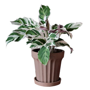 白油画竹芋盆栽室内吸甲醛净化空气耐阴好养网红北欧风观叶绿植