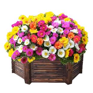 重瓣太阳花种孑适合秋天种的花种子庭院花籽花种籽子四季播种开花