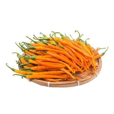 黄贡椒春季黄辣一号黄色线椒种