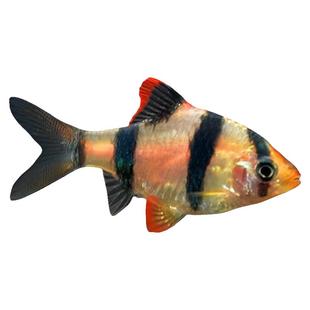 四间虎皮鱼热带鱼观赏鱼淡水鱼小型鱼宠物鱼金绿虎皮鱼群游观赏鱼