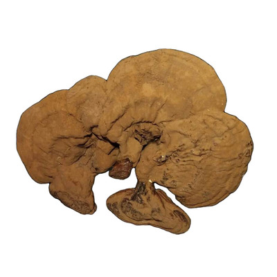 灵芝松杉成熟整枝东北伊春小兴安岭白肉灵芝白心赤芝100g非西藏