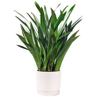 【带花苞】特级兰花苗精品大花卉盆栽室内浓香企黑贺岁兰四季好养