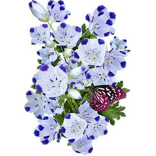 斑花喜林草种子30粒三色幌菊五个点琉璃唐草粉蝶花籽盆栽春秋季播