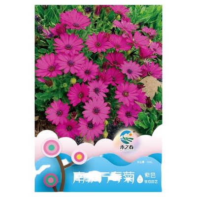 禾之春夏季南非万寿菊花种子