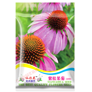 四季室外种植盆栽松果菊种子春夏秋冬庭院阳台栽种菊花种花卉种籽