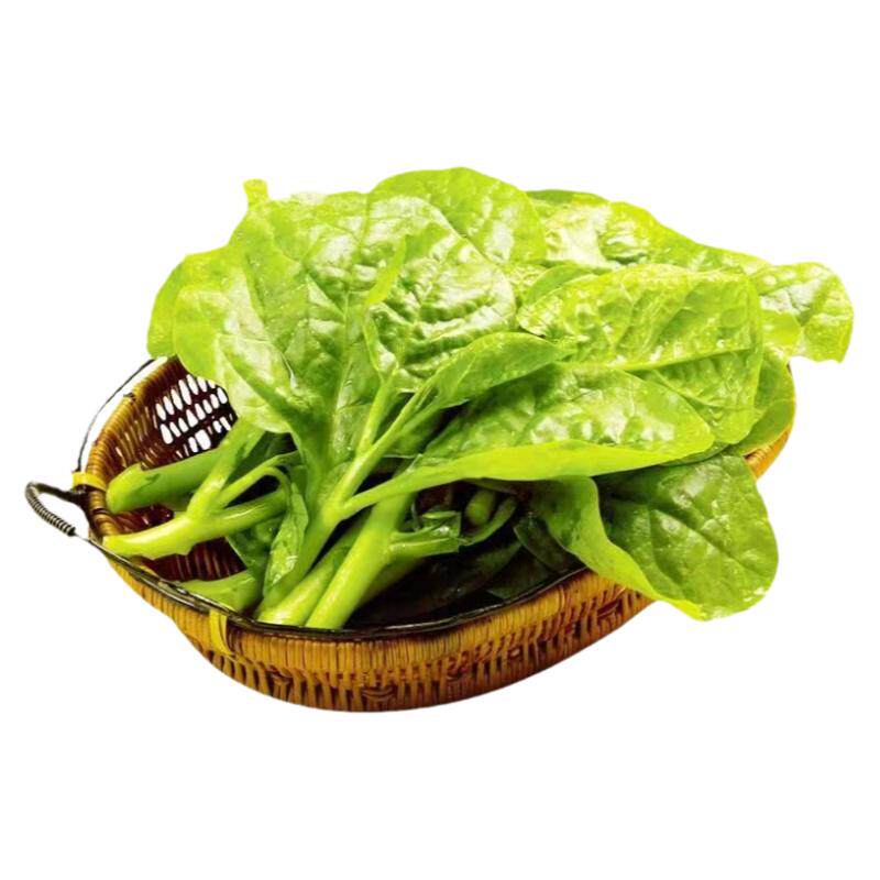 抗病木耳菜秧苗四季种植爬藤秧苗