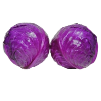 云南新鮮紫甘藍紫包菜卷心菜