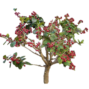 有刺枸骨树苗庭院地栽园林绿化工程苗木南北方耐寒四季常青枸骨球