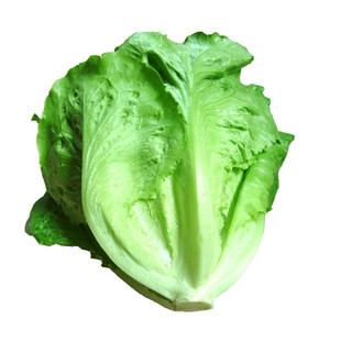 意大利生菜种子半结球耐抽薹耐寒耐热抗病产量高蔬菜种籽四季包邮