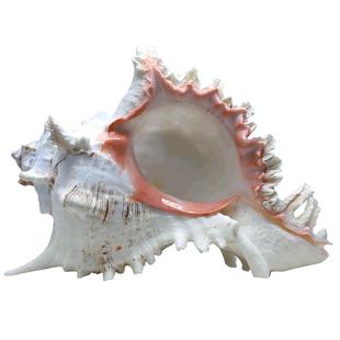 天然海螺贝壳鱼缸水族箱造景装饰大小号贝壳摆件鱼虾躲避屋繁殖窝