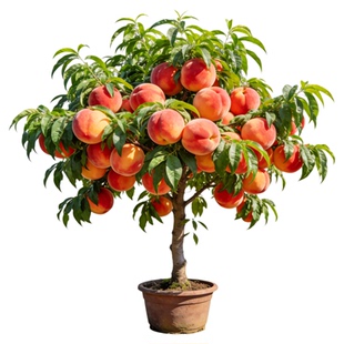 桃树果苗新品种水蜜桃树苗嫁接黄桃冬桃南北方种植庭院特大盆地栽