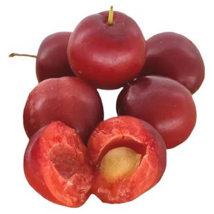 欧李果苗钙果苗鲜果中华钙果当年开花结果补钙盆栽地栽种子果树苗