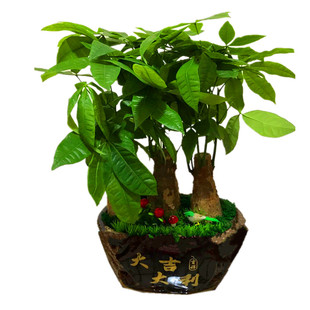 开业送礼盆景大发财树盆栽绿植客厅办公室防辐射天津同城鲜花送店