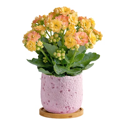 长寿花小盆栽重瓣大花苗带花苞植