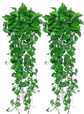 观叶植物室内净化空气好养绿植