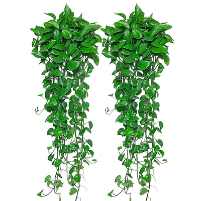 观叶植物室内净化空气好养绿植