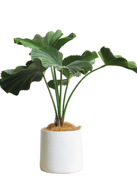 九思仿真绿植盆栽北欧风格