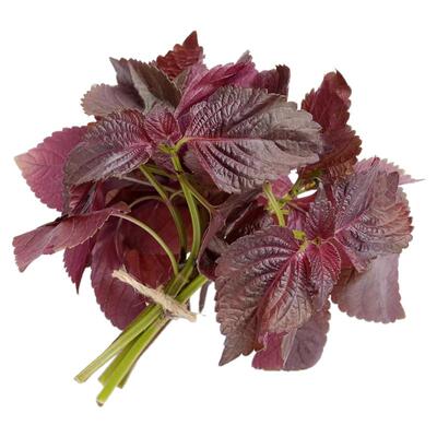 可食用大叶紫苏种子四季耐热盆栽