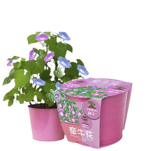 儿童种植小盆栽植物小花农罐头花幼儿园DIY自种发芽观察套装礼物
