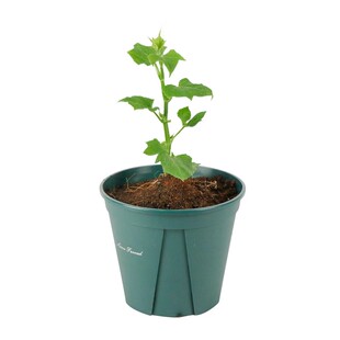 佛手瓜种瓜苗带土发芽四季农家新鲜阳台种植蔬菜秧苗种子有机菜园