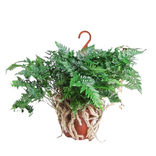 狼尾蕨盆栽兔脚蕨银线蕨室内外桌面办公绿植创意微景观耐阴寒植物