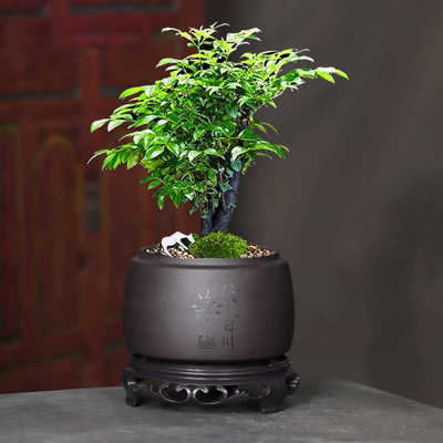 紫砂花盆圆形兰花菖蒲花卉绿植盆栽大号多肉盆景盆陶瓷专用带托盘