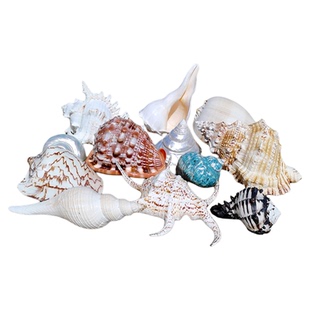 超大海螺贝壳摆件背景墙家居装饰原生缸造景听海声音礼物标本收藏