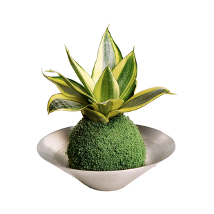 哈尼虎皮兰水培苔藓球盆栽办公室内桌面办公桌耐阴好养小清新绿植