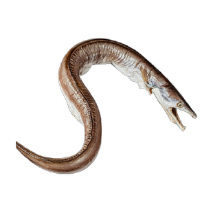 舟山本地风鳗筒鳗鱼干风鳗鱼整条非沙鳗油鳗微咸海鲜干货新晒淡干