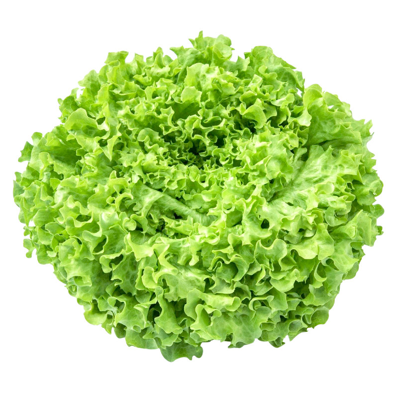 大速生菜苗秧带土球壮苗意大利奶油生菜易种植种子小院阳台穴盘苗