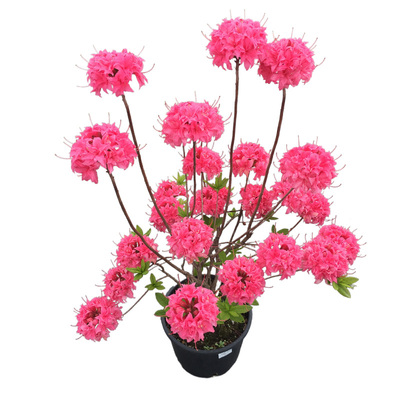 虹越进口日本落叶杜鹃花盆栽